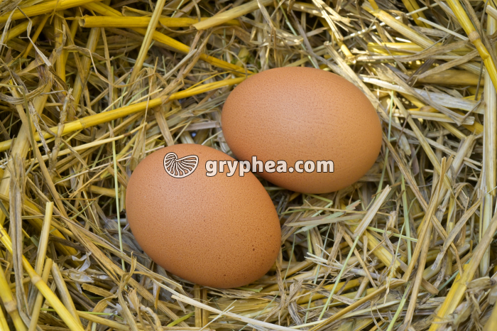 Oeufs de Poule - gryphea.com